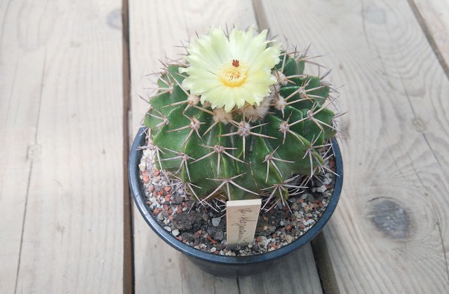 Kaktus Kvet
