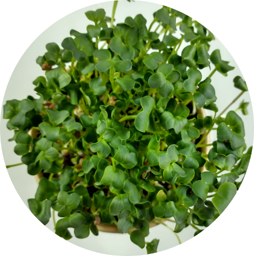 Reďkovka Daikon, červená, ružová