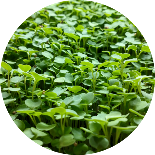 Rukola Garden Direct SK